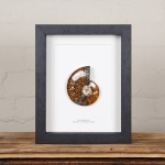 Minibeast Whole Polished Ammonite Fossil in Box Frame (Cleoniceras sp)